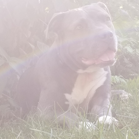 Meet your Posher, Kierra - Picture 1 of 1